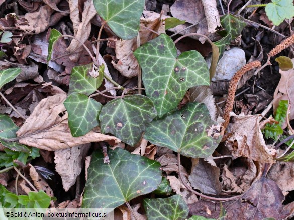 Boeremia hedericola