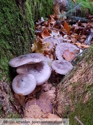 Clitocybe nebularis