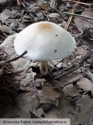 Psathyrella candolleana