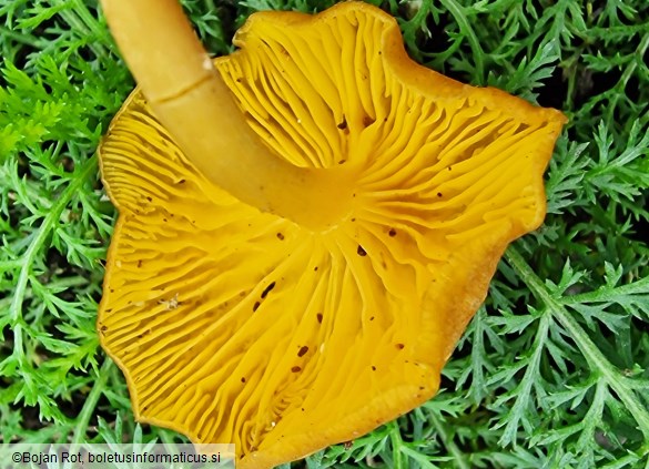 Chrysomphalina chrysophylla