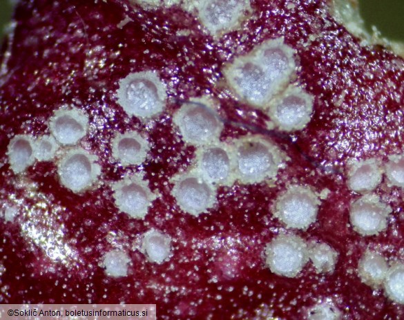 Puccinia phragmitis