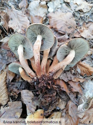 Hypholoma sublateritium