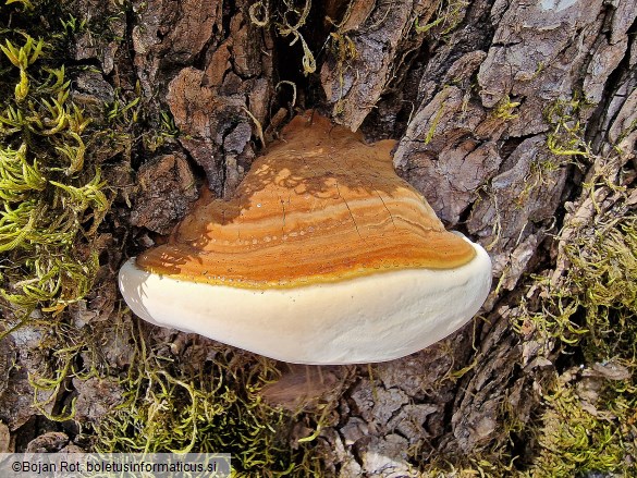 Ganoderma adspersum