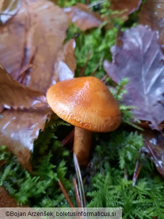 Tricholoma aurantium