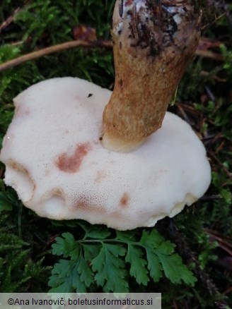 Tylopilus felleus