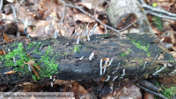 Xylaria hypoxylon