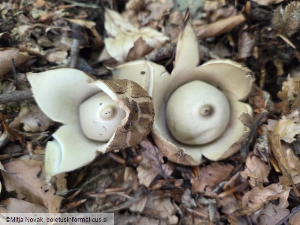 Geastrum michelianum