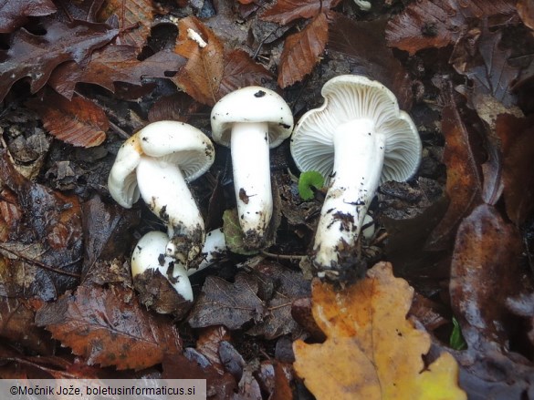 Hygrophorus lindtneri