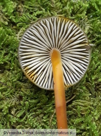 Mycena crocata