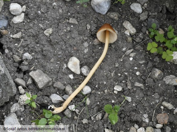 Conocybe aurea