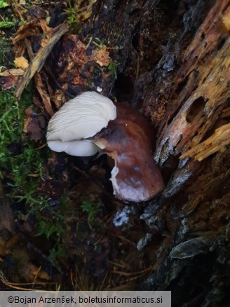 Pluteus atromarginatus