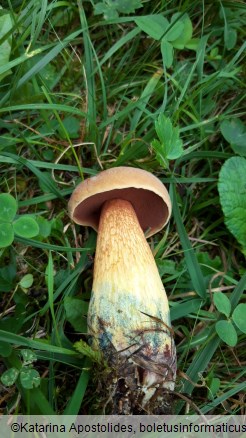 Suillellus luridus