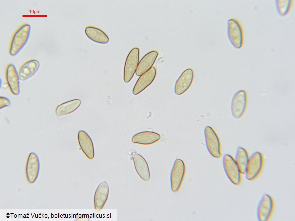 Xerocomellus ripariellus
