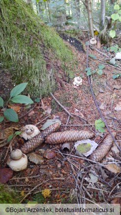 Geastrum fimbriatum