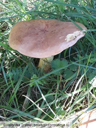 Suillellus queletii