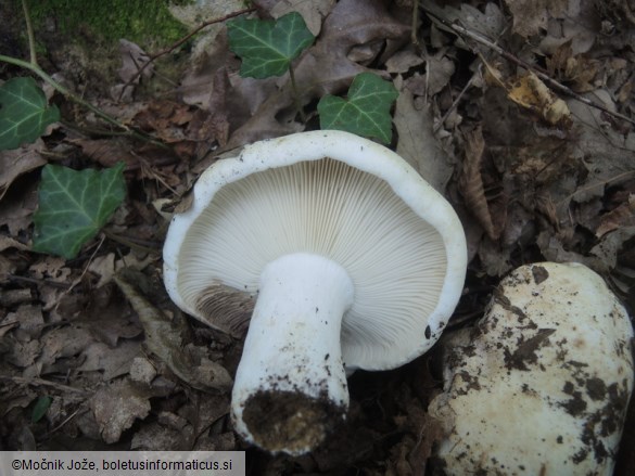 Russula delica