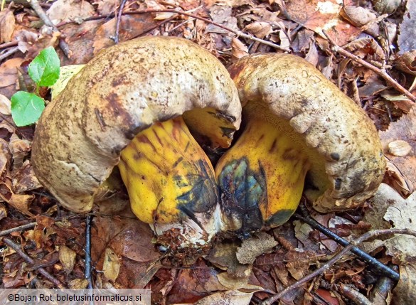 Cyanoboletus pulverulentus