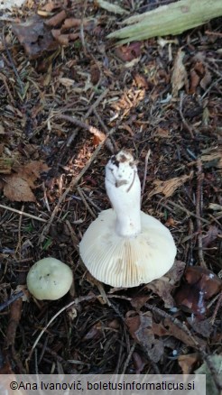 Russula aeruginea