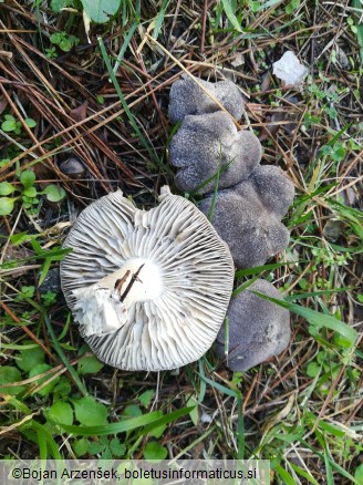 Tricholoma terreum