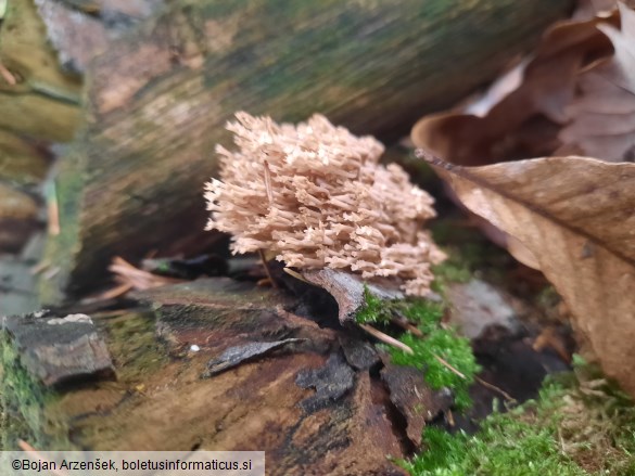 Artomyces pyxidatus