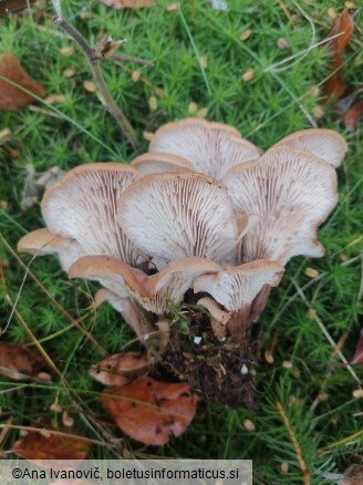 Lentinellus cochleatus