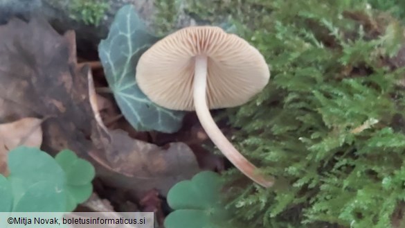 Conocybe macrocephala