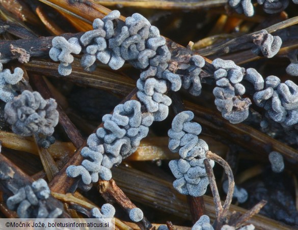 Physarum compressum