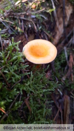 Hygrophoropsis aurantiaca