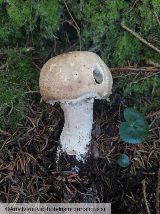 Agaricus augustus