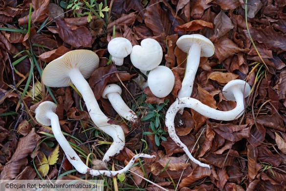 Hygrophorus cossus