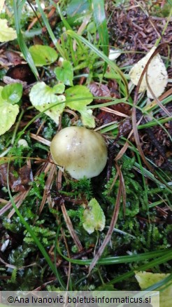 Amanita phalloides