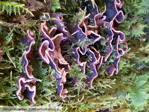 Amylostereum areolatum