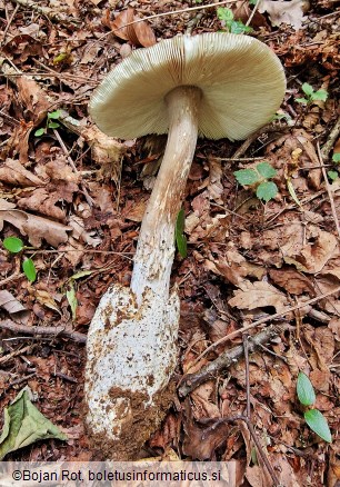 Amanita umbrinolutea