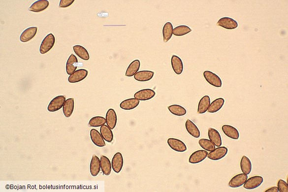 Thaxterogaster talus