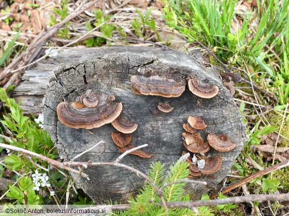 Gloeophyllum sepiarium