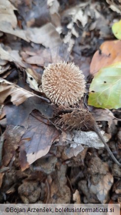 Lycoperdon echinatum