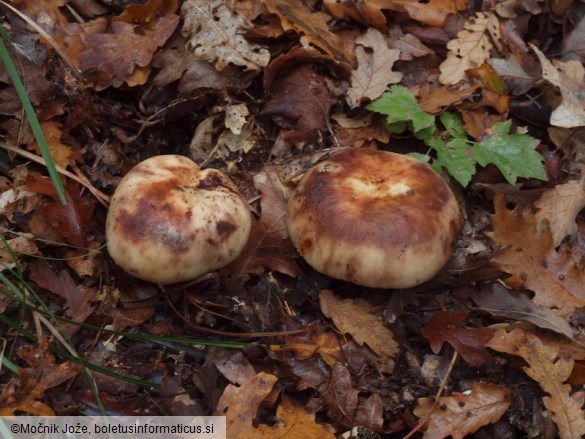 Russula illota