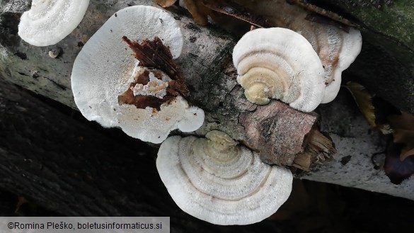 Trametes hirsuta