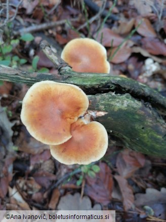 Pholiota squarrosa