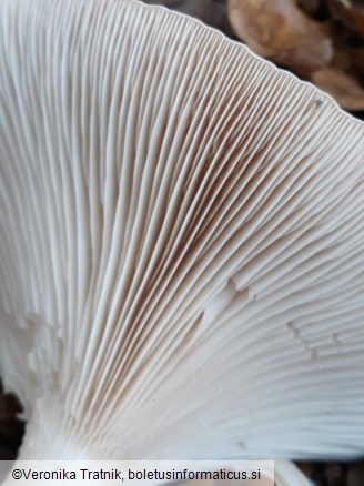 Clitocybe geotropa