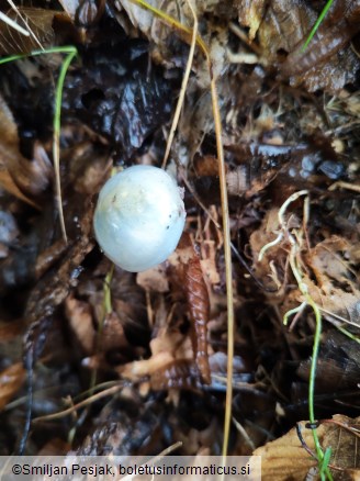 Stropharia aeruginosa