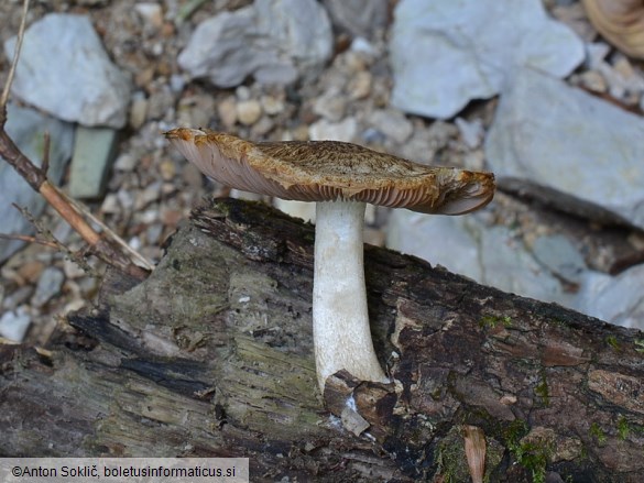 Cystoagaricus silvestris