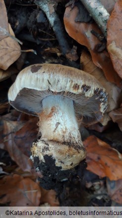 Cortinarius glaucopus