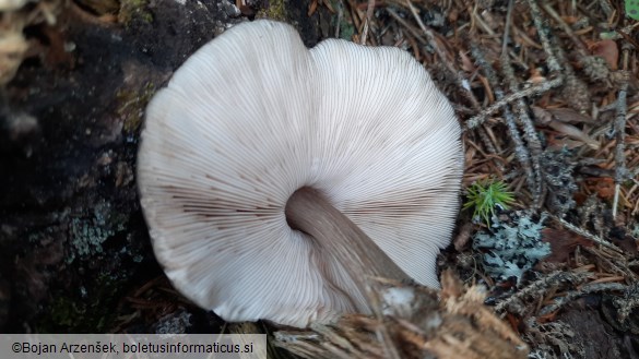 Pluteus atromarginatus