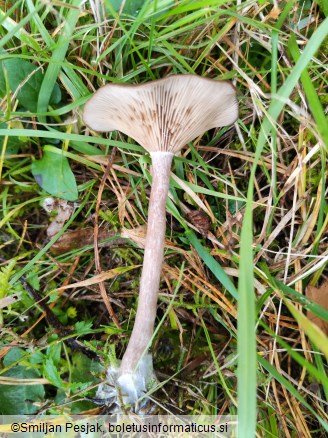 Pseudoclitocybe expallens