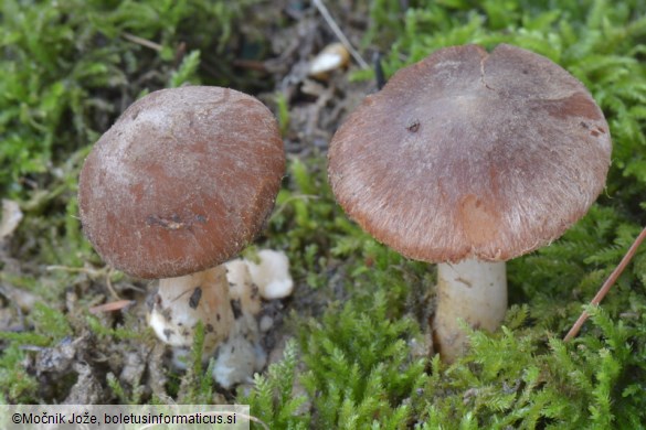 Inocybe nitidiuscula