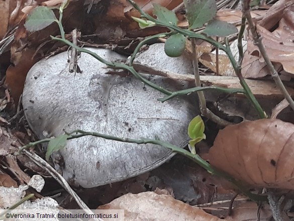 Hygrophorus marzuolus