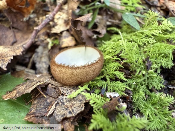 Humaria hemisphaerica