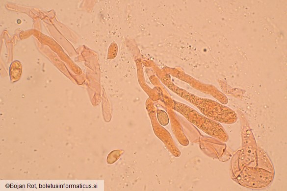 Hygrophorus hyacinthinus