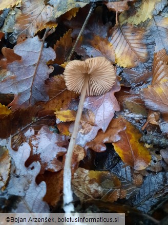 Entoloma hebes